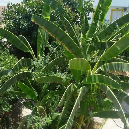 Mamouzelos